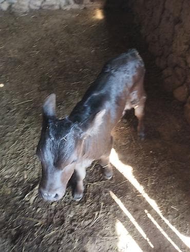 утки белые: Продаю | Музоо, торпок | На откорм | Привязанные — 3