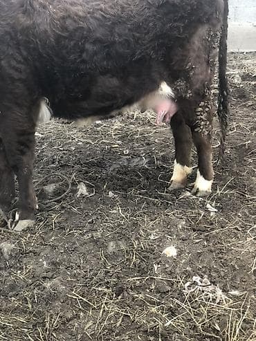 хаски цена собака: Продаю | Корова (самка), Тёлка | Ангус, Швицкая, Симментальская | На откорм, На забой, Для разведения | Стельные, Отела не было, Привязанные — 3