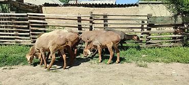 матки пчел: Продаю | Овца (самка) | На забой | Ярка — 3