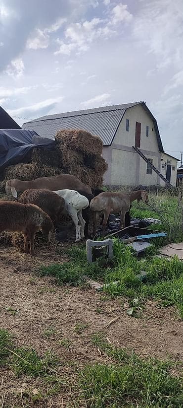 рыба сом: Продаю | Овца (самка) | Для разведения — 2