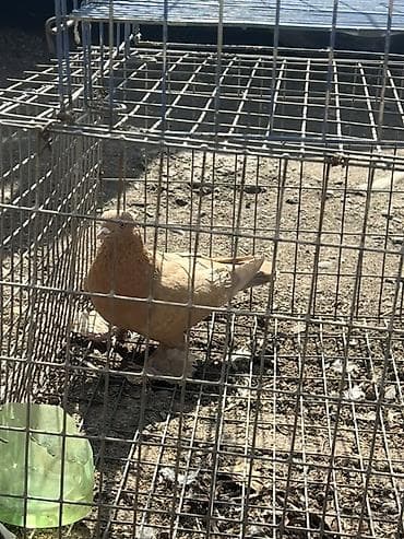 А\ч жаныбралары үчүн товарлар жана шаймандар: Порода: декоративный голубь (перьеногий тип). Окрас: однотонный — 2