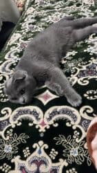 купить домик для кота: Продаю .Шотландская вислоухая (Scottish Fold). Возраст 2 года — 6