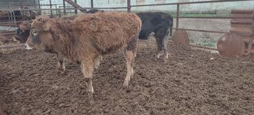 продаю в связи с переездом: Продаю | Музоо, торпок | Искусственник — 7