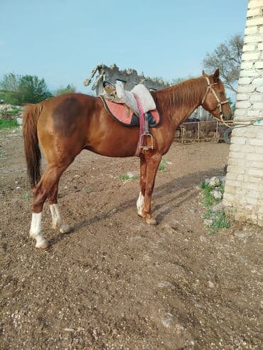 Трансформатор майы: Сатам | Байтал | Дончак | Көбөйтүү үчүн — 2