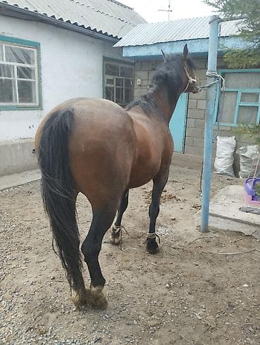 саман кант: Продаю | Жеребец | Рабочий — 3