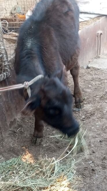 продажа щенков немецкой овчарки с документами в бишкеке: Сатам | Кунаажын | Көбөйтүү үчүн | Байланган — 3