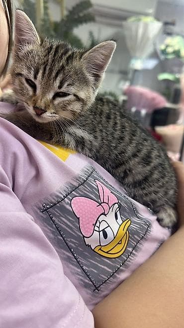 scottish fold: Кошка даром: Беспородная, Девочка — 2