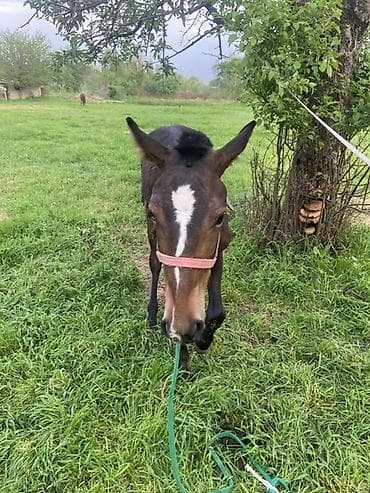 сары булун: Эркек 1 жаш тай — 3