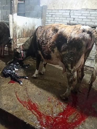 А/ч жаныбарлары үчүн тоюттар: Сатам | Уй (ургаачы) | Аргын, Алатоолук, Айршир | Көбөйтүү үчүн, Сүт алуу үчүн | Бооз, Музоологондон кийин, Байланган — 1