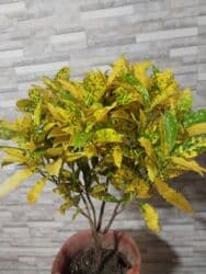 где можно купить подставку для цветов: В наличии цветочные подставки круг-2500 вертикальные-3000, Азалии — 23