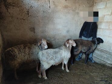 тай кони: Продаю | Овца (самка) | Полукровка | На забой | Ярка — 1