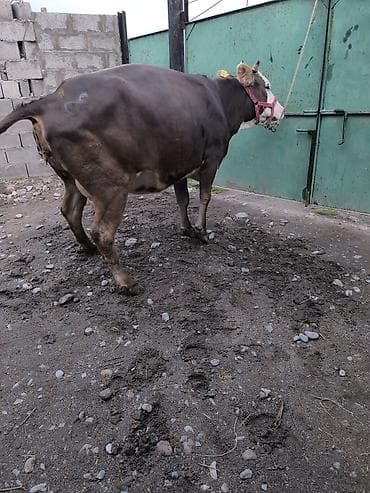 4 5мм: Сатам | Уй (ургаачы) | Сүт алуу үчүн | Байланган — 2