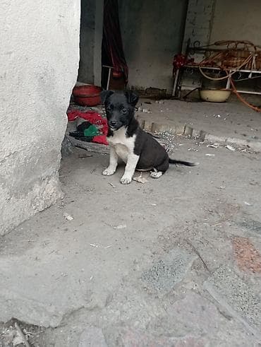 сколько стоит щенок лабрадора: Звоночки . 3 месяца. вырастут небольшого роста . бесплатно. адрес — 2