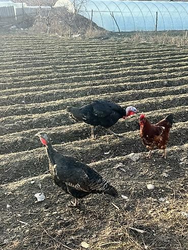 бролерные цыплята: Продаю индюки парочка осталось — 1