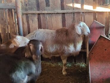 продажа кормов для сельскохозяйственных животных: Продаю | Баран (самец) | Арашан | Для разведения | Осеменитель, Племенные — 3