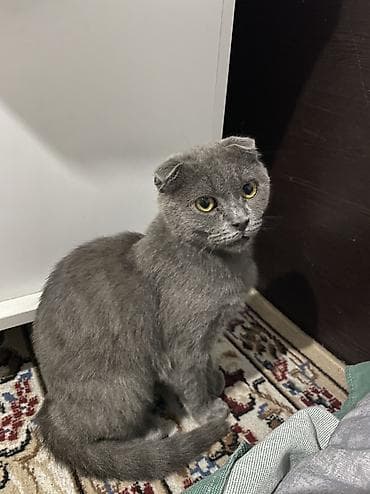 Аквариумы: Кошка даром: Скотиш Фолд (Шотландская вислоухая), 4 месяца, Мальчик, Приучена к лотку — 1