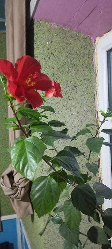 Гибискус (китайская роза) в горшке - Комнатное декоративное растение