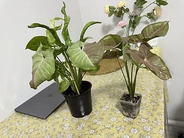Сингониумы: Сингониум (Syngonium) — декоративно-лиственное комнатное растение — 1