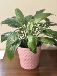 сколько стоят гипсофилы: Всего 1200 — 3