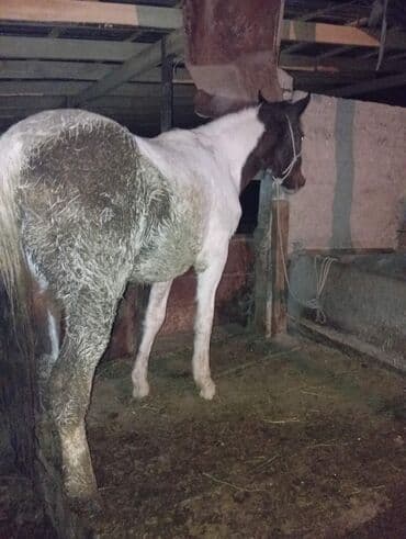 отдам собаку даром: Продаю | Кобыла (самка) | Рабочий — 4