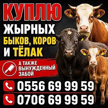 Айыл-чарба жаныбарлары: Сатам | Уй (ургаачы) — 1