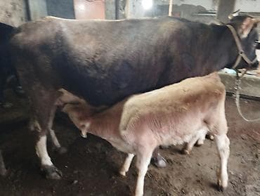цыплята простые: Продаю | Корова (самка) | Алатауская | Для молока | После отела — 2