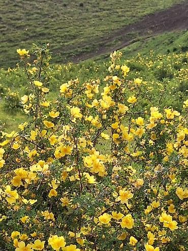 Кустарник с ярко‑жёлтыми цветами (потентилла/курильский чай) -