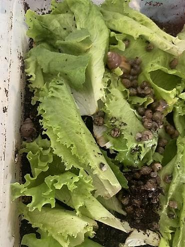 маленькие черепахи: Молодь улиток ахатин (вероятно Aхатина фулика/ахатина ретикулята) для — 1