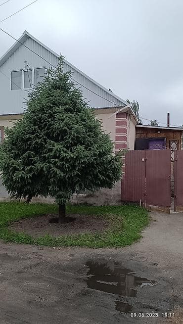 пихта для бани: Даром — 6
