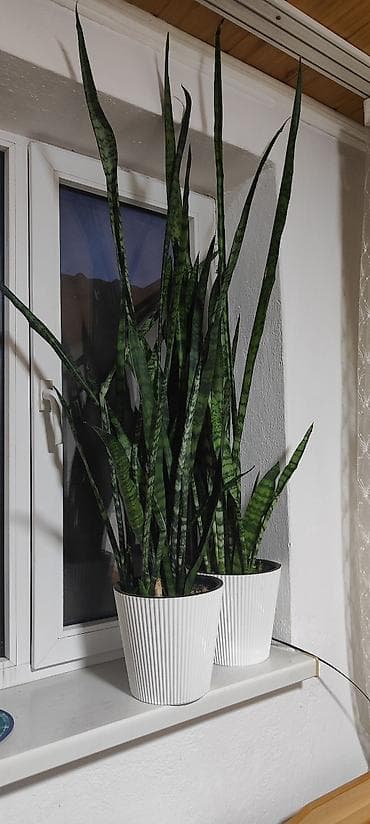 Все для дома и сада: Сансевиерия (Sansevieria trifasciata, «щучий хвост») в декоративных — 1