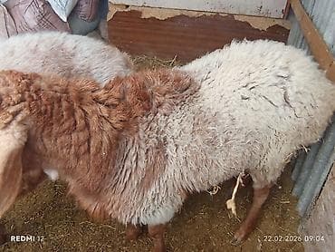 гуся: Продаю | Овца (самка) | Полукровка | На забой | Ярка — 2