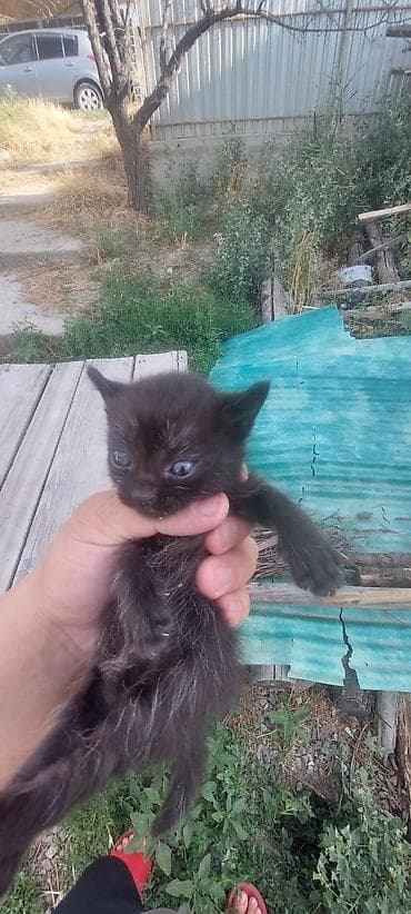 Мышыктар: Отдам котят в добрые руки. Всего четверо котят. Возраст котят 1 месяц — 2