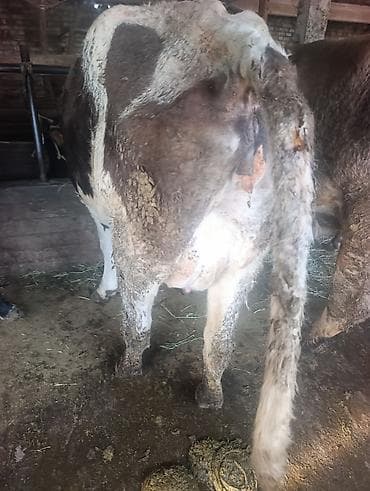 корова стельные: Продаю | Корова (самка) | Для разведения | Привязанные — 1