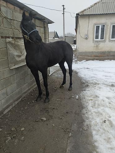 Ветеринар кызматы: Сатам | Байтал | Жумушка — 4