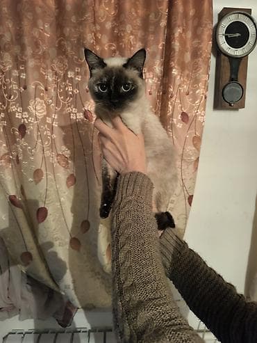 лысый кошка: В Продаже Породные котята окраса колор-пойнт (сиамоидного типа) — 4