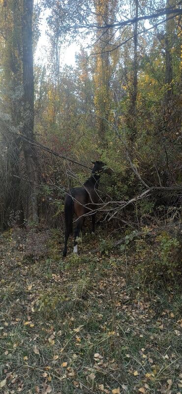 дом для кроликов: Продаю | Кобыла (самка) | Английская | Для молока — 7