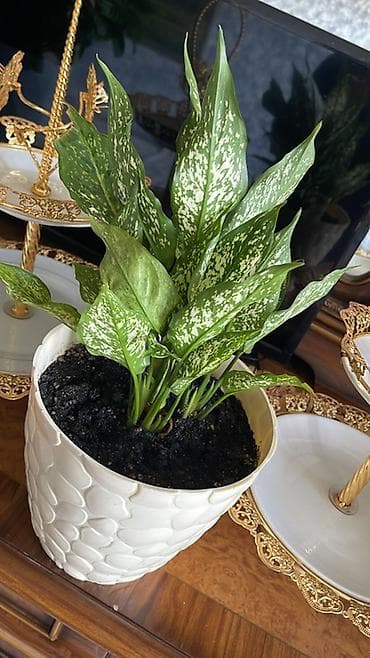 чон: Комнатные растения в декоративных кашпо - Аглонема (Aglaonema) с — 2