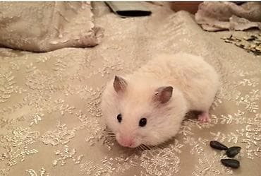 птица павлин: Большая двухэтажная клетка + 1 хомячок всего за 1500 сом. любая на — 8