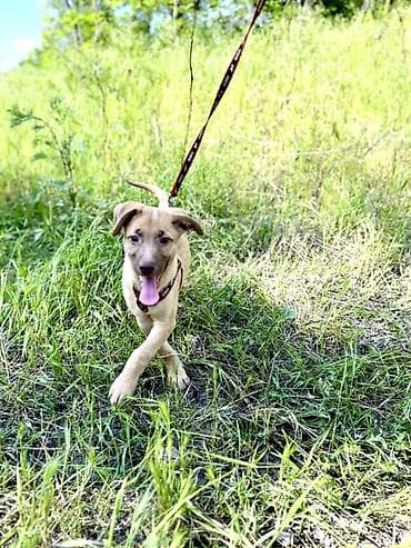 куда отдать собаку бесплатно: Собака даром: Дворняжка, 3 месяца, Самец, С прививкой — 3