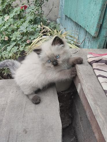 возьму котят: Очаровательные сиамские котята,пушистые девочки. Крысоловы.Пятнистый — 1