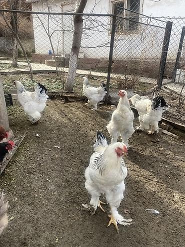 купить голубей драконов: Продаю | Петух | Брама | Для разведения — 6