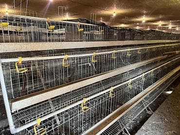 кок талаа: Многоярусные клеточные батареи для содержания птицы — 4