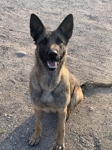 зоосалон "грумира" бишкек: Бельгия овчаркасы, 2 жаш, Ургаачы, Эмделген — 1