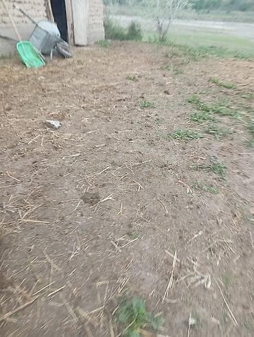 Лопата, Снегоуборочная at lalafo.kg Лопата, Снегоуборочная