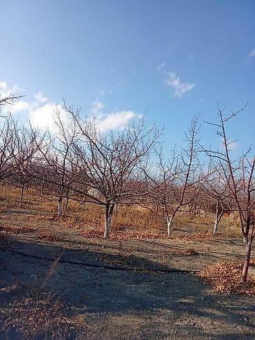 куплю дом военный антоновка: Продается дачный дом — 6