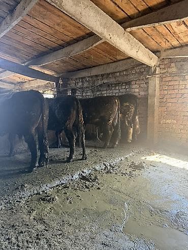 быки самец: Продаю | Бык (самец) | На откорм | Нетель — 4