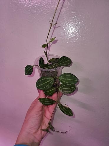 Комнатные растения: Хойи
Цены 200, 300, 400 сом — 3