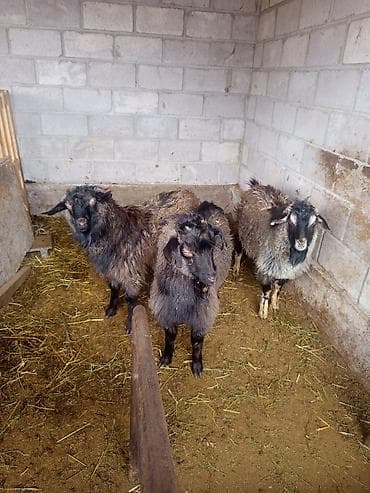 гисар кой: Продаю | Козёл (самец) | Для разведения | Осеменитель — 2