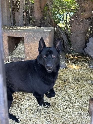 с мыкан: ВЯЗКА! Не продажа. Всем доброго времени суток друзья, предоставляю к — 6
