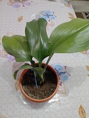 Каланхоэ: Джалал абад — 4